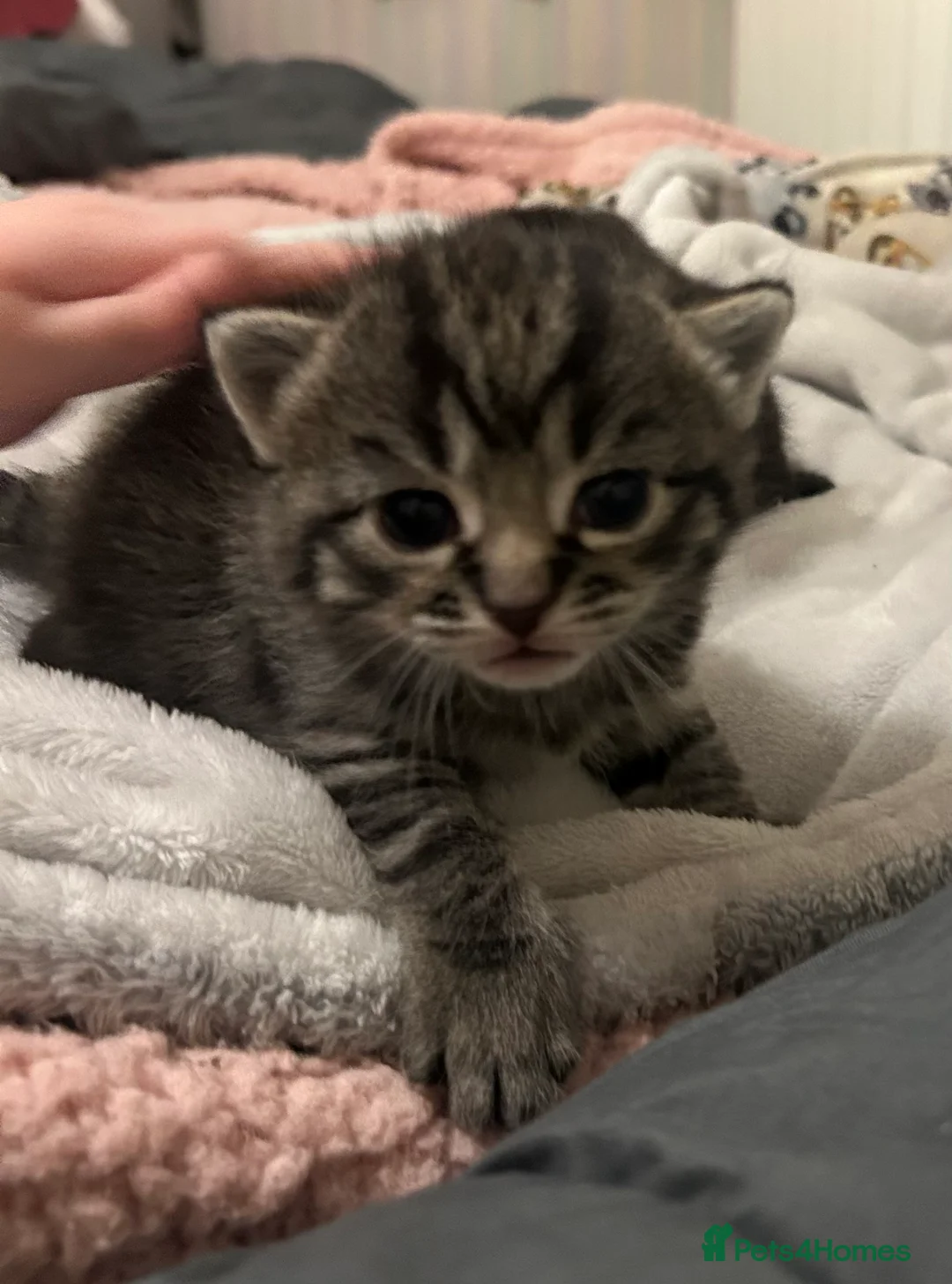 Domestic Shorthair cats for sale: Gorgeous Kittens  - Advert 1