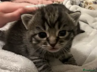 Domestic Shorthair cats Gorgeous Kittens - Advert 2