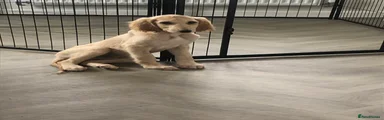 Saluki Puppy 9