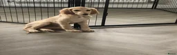 Saluki dogs for sale: Beautiful Saluki puppies Now Available - Advert 16