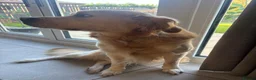 Labrador Retriever dogs for stud: Stud ready absolutely amazing dog in Burton-on-Trent - Advert 4