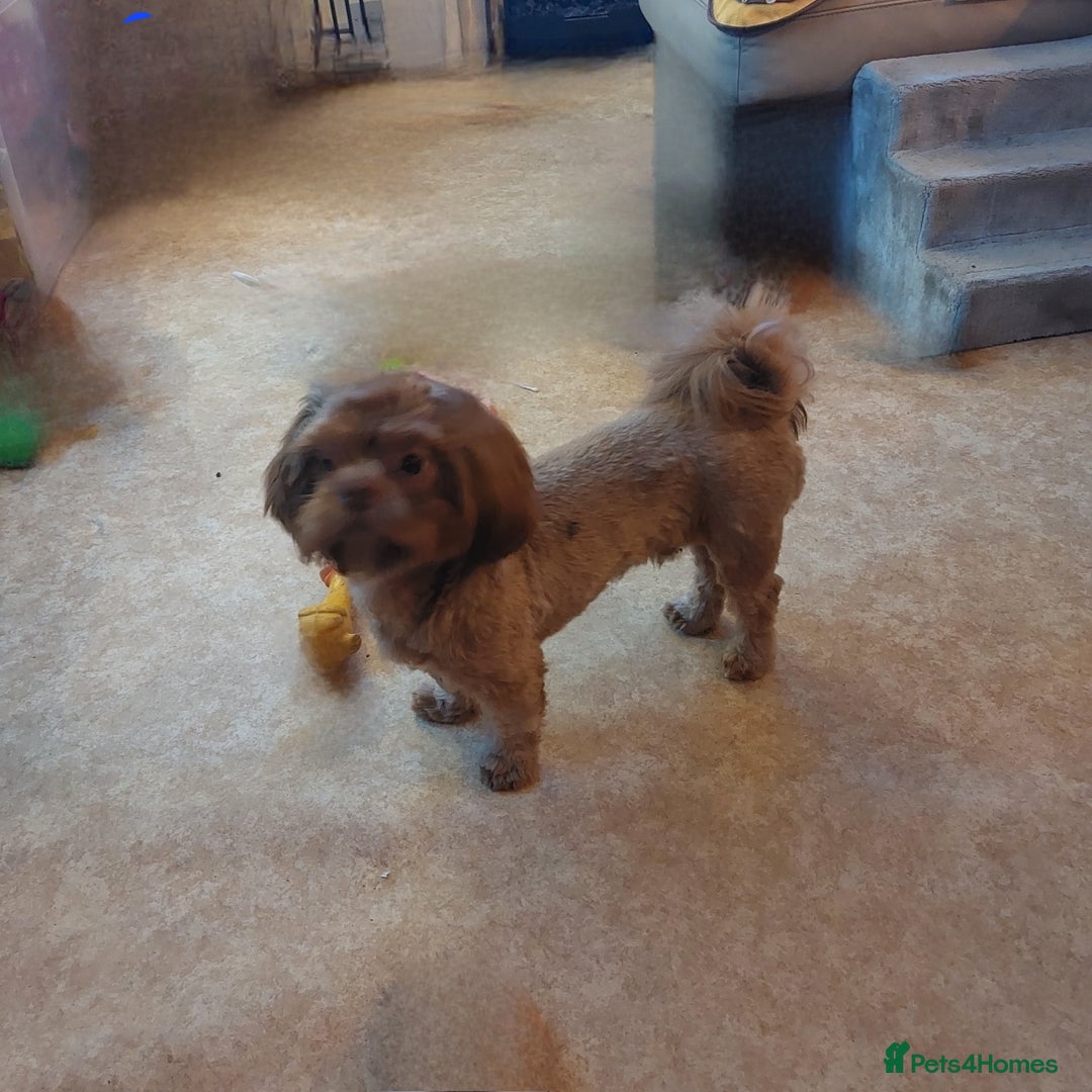 Shih Tzu dogs for stud: Stud shihtzu  - Image 4