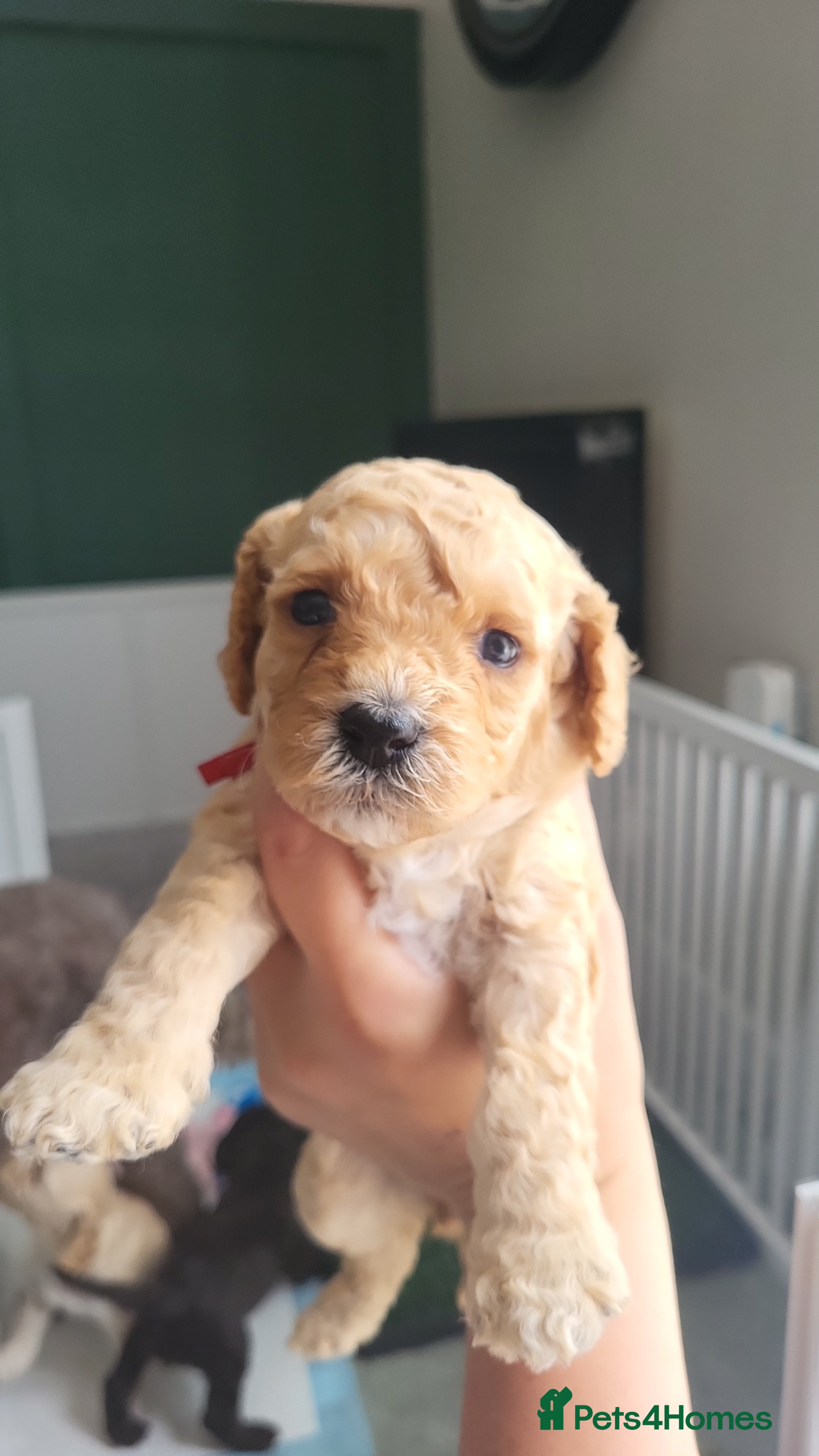 Cockapoo dogs Cockapoo puppies - Advert 2