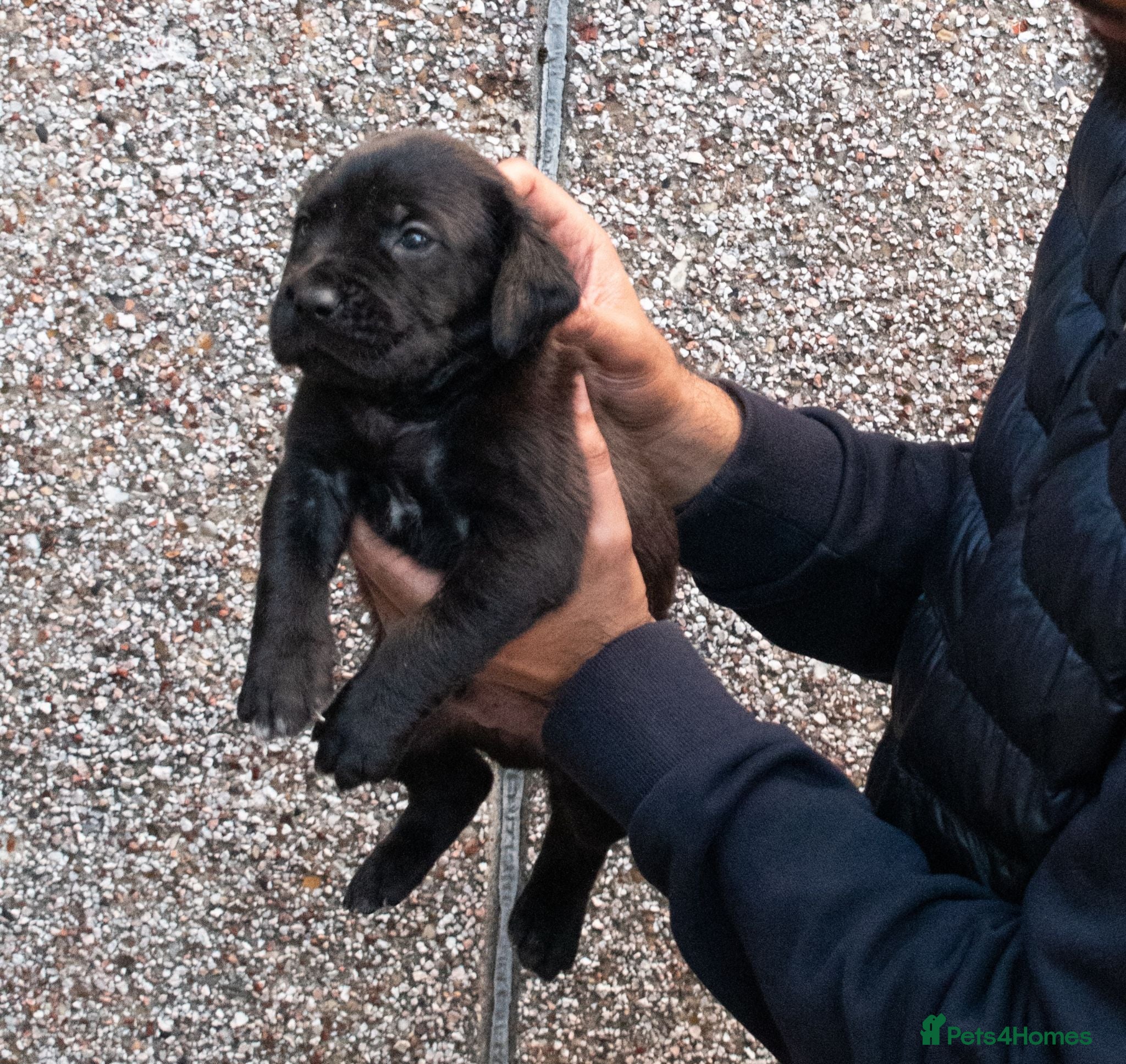 Presa Canario dogs Presa canario puppies - Advert 2