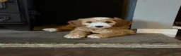 Goldendoodle dogs for sale: 🐶❤️Australian double doodles❤️🐶Waiting List - Advert 20