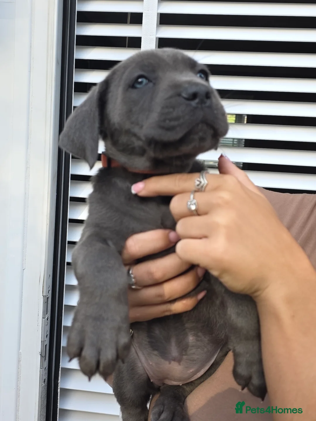 Cane Corso dogs for sale: Cane Corso puppies - Advert 26