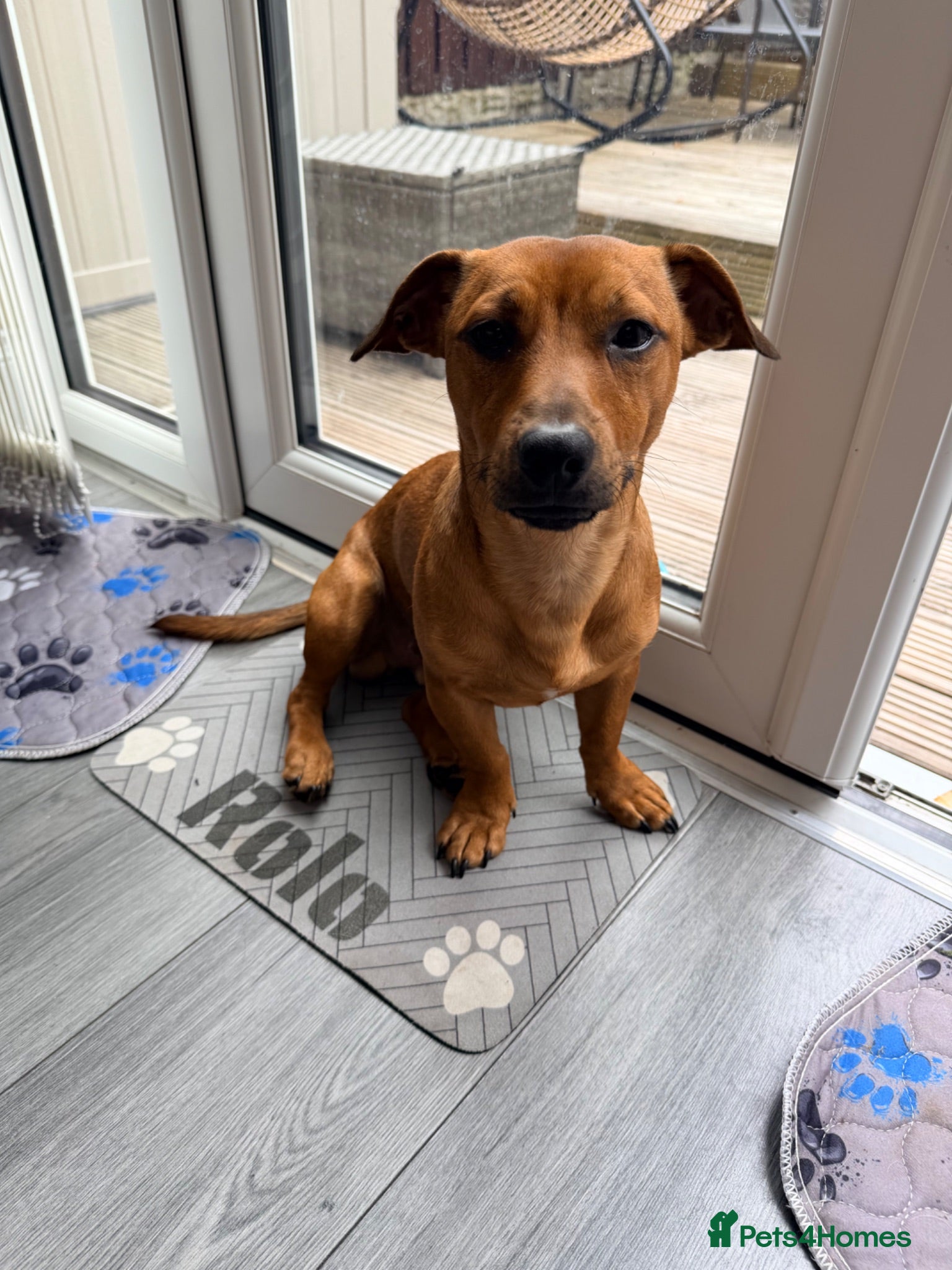 Mixed Breed dogs Daffie (dachshund X staffie) Rolo - Advert 4