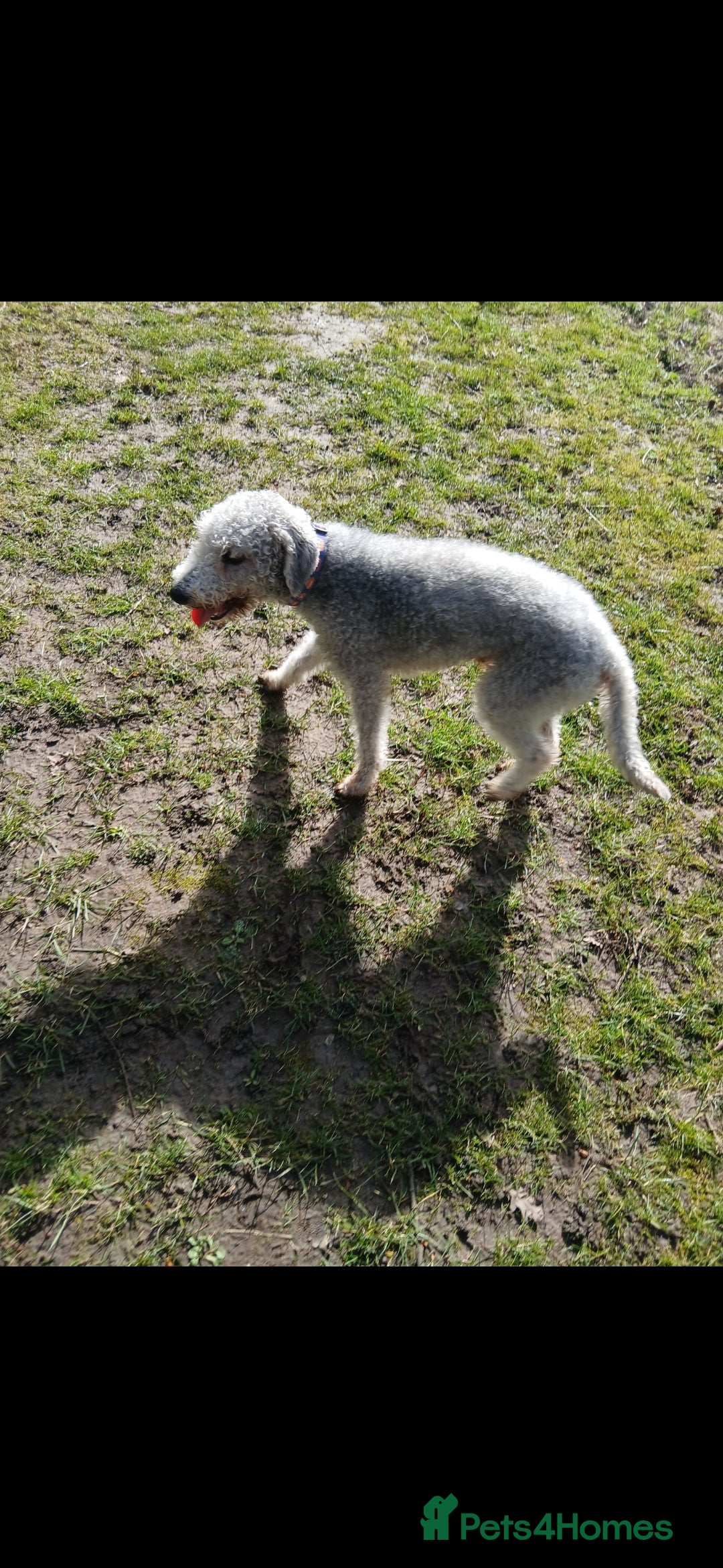 Bedlington Terrier dogs for sale: Bedlington terrier  - Advert 2