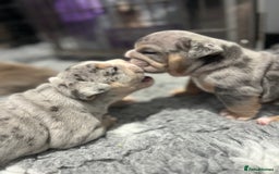 English Bulldog dogs for sale: Chunky English Bulldog Puppies  - Image 16