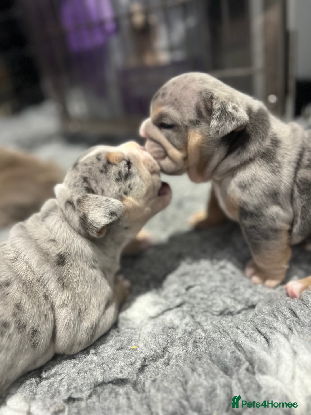 English Bulldog dogs for sale: Chunky English Bulldog Puppies  - Image 16