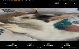 Mixed Breed cats for sale: Vaccinated 4 female kittens left - Image 5