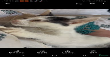 Mixed Breed cats - Advert 12