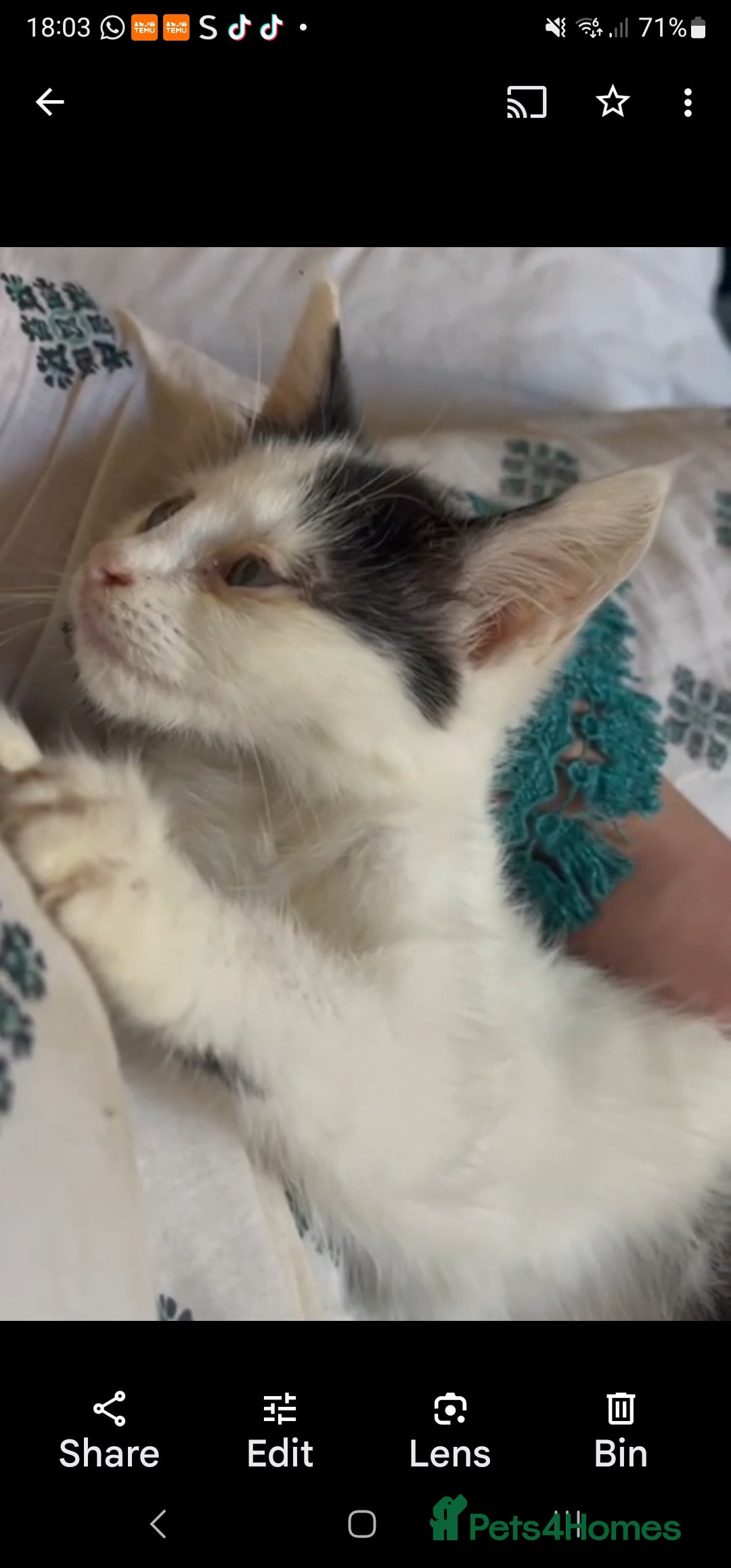 Mixed Breed cats for sale: Vaccinated 4 female kittens left - Image 5