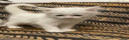 Mixed Breed cats for sale: Half Persian kittens for sale  - Advert 15