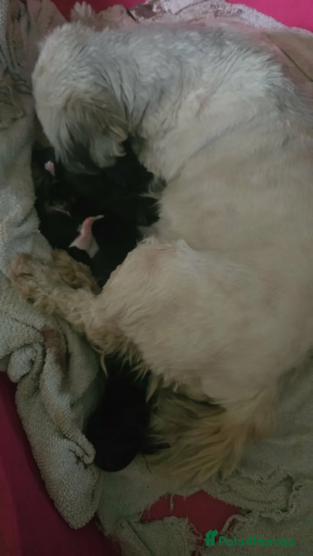 Lhasa Apso dogs for sale: Lhasa Apso Puppies, full of Mischief - Advert 2