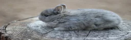Netherland Dwarf rabbits for sale: Exceptional Netherland Dwarf Babies Available  - Advert 9