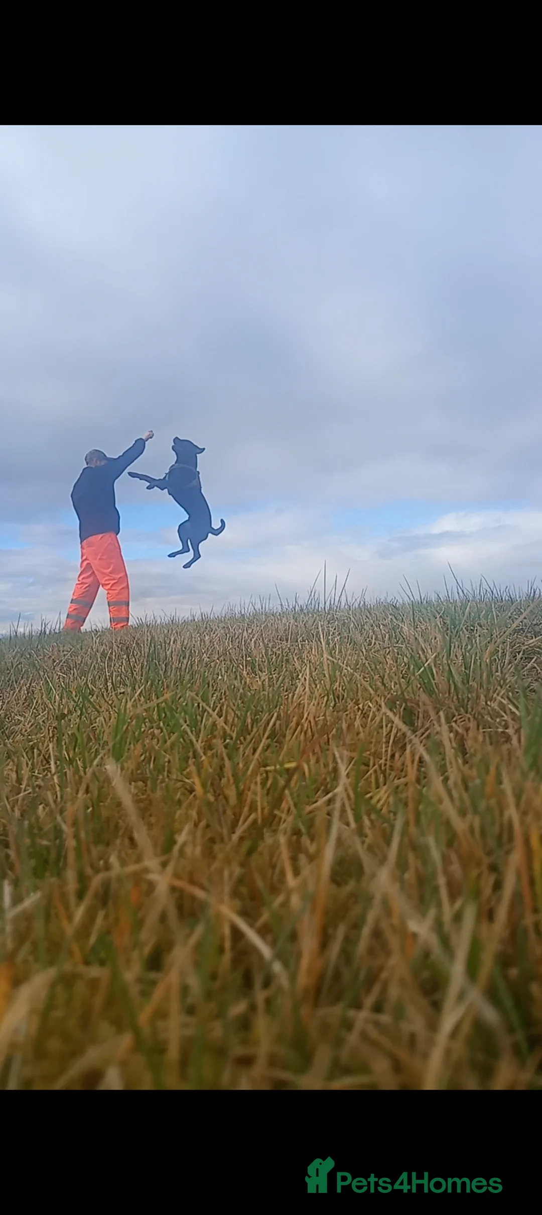 Rottweiler dogs for stud: Looking to stud my boy  - Advert 2