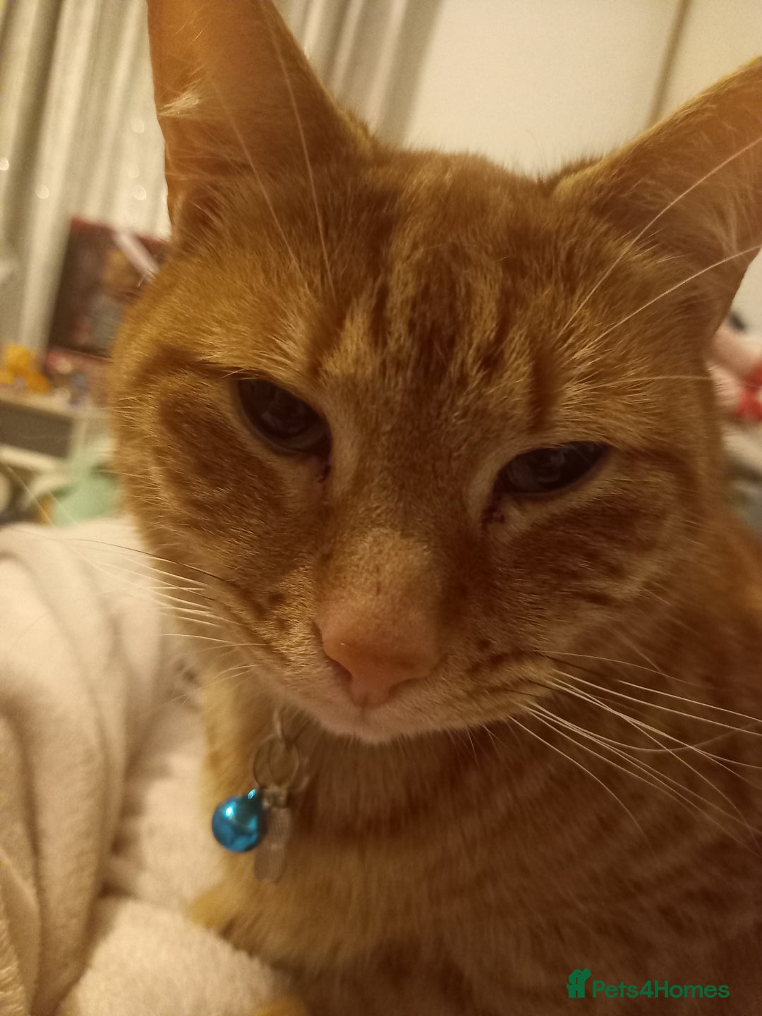 Mixed Breed cats for sale: 2 cats for sale - Advert 1