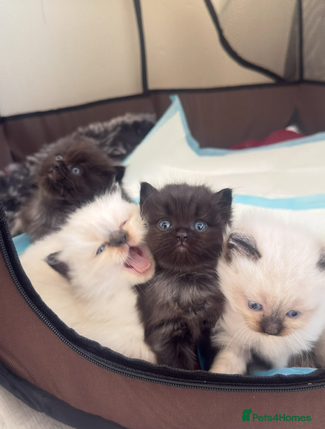 Mixed Breed cats for sale: Mixed Ragdoll & British long hair - Advert 2