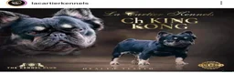 French Bulldog dogs for sale: Fluffy frenchies due july  - Advert 15