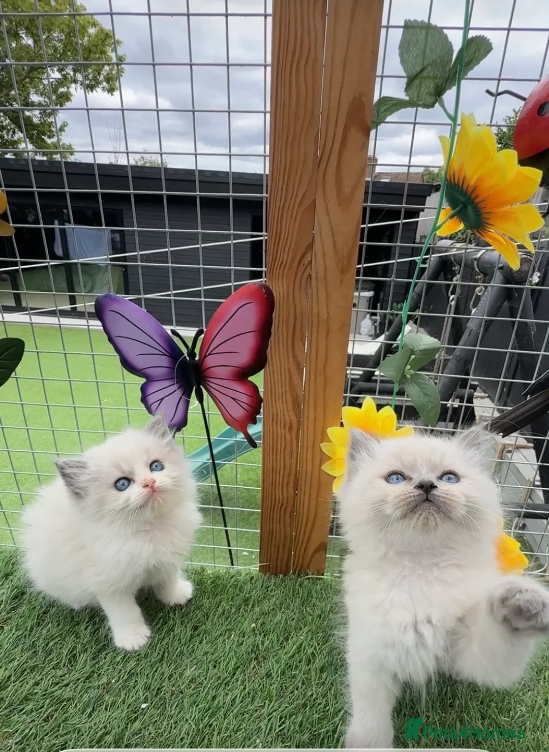 Ragdoll cats for sale: Full breed Ragdoll kittens  - Advert 2