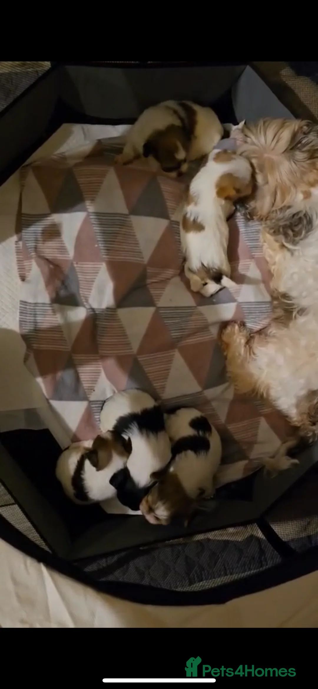 Mixed Breed dogs for sale: 5 Lhasa Apso × Yorkshire Terrier puppies for sale  - Advert 16