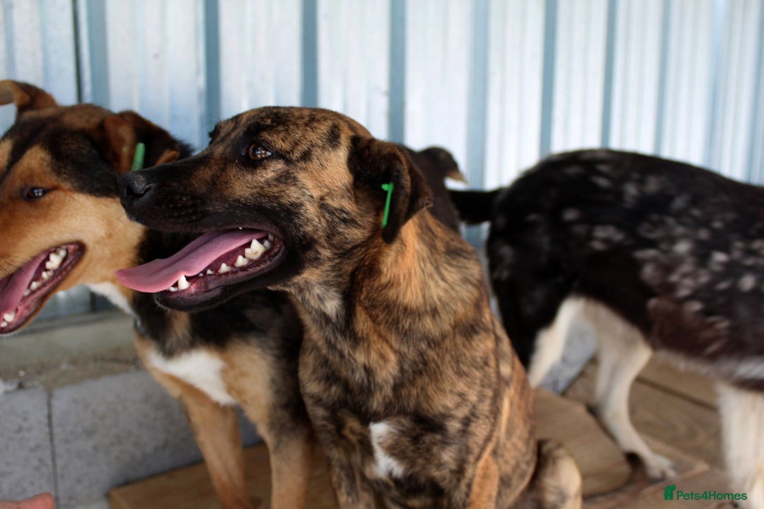 Mixed Breed dogs for adoption: Brindle, approx 7 months. Available for adoption. - Image 9
