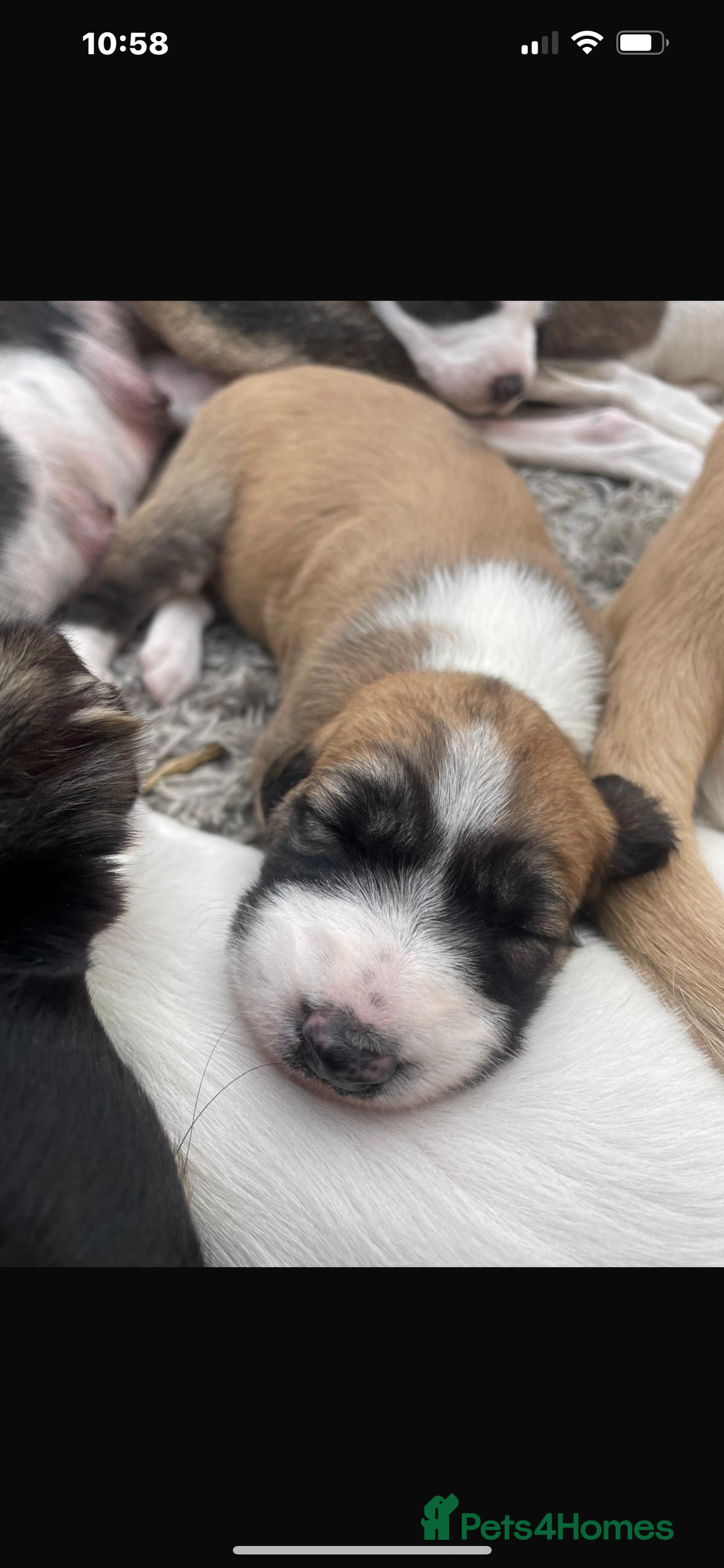 Mixed Breed dogs for sale: Sauki collie greyhound x saluki greyhound  - Image 4