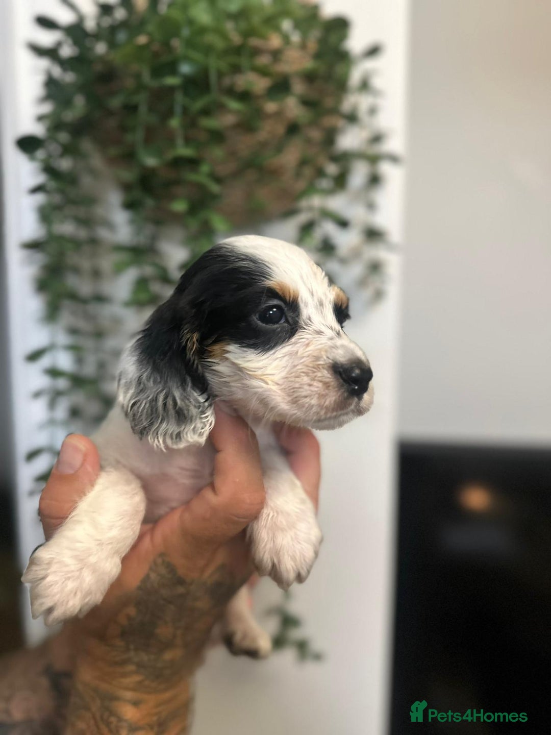 Sprocker dogs for sale: Sprocker puppies  - Image 7