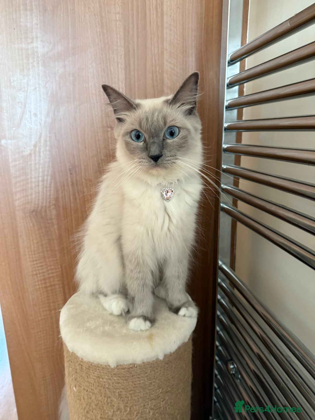 Ragdoll cats for sale: Gorgeous Rare Ragdoll Kittens  - Image 12
