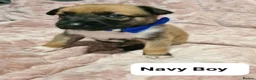 Belgian Shepherd Dog dogs for sale: Belgian malinois puppies  - Advert 13