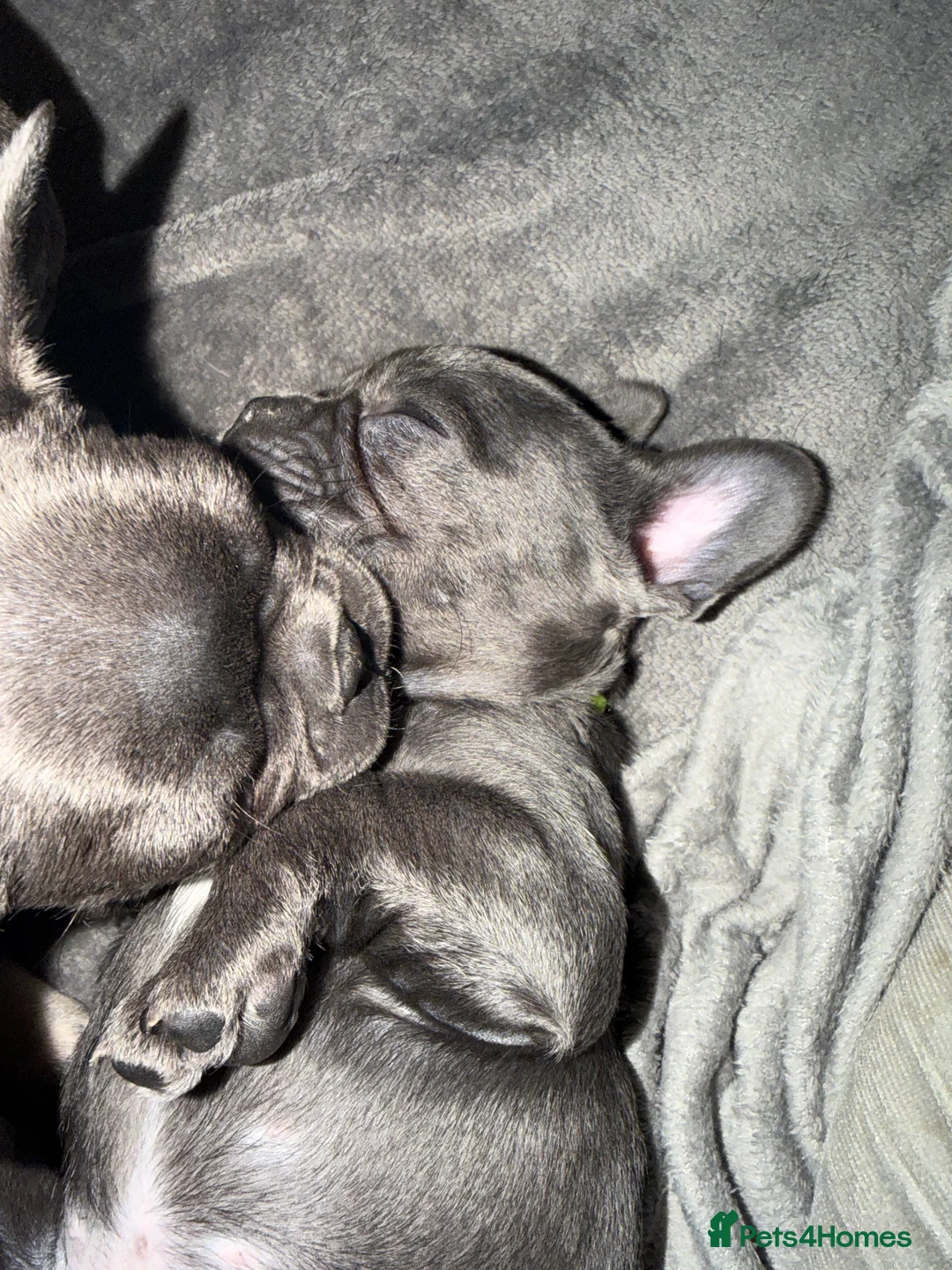French Bulldog dogs for sale: Blue and tan french bulldog puppies  in Nottingham - Advert 2