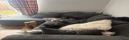 Mixed Breed cats for sale: Mixed Maine Coon - Advert 1
