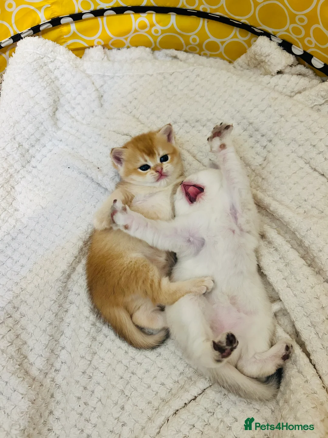 Scottish Fold cats for sale: Fall in love Reservations open beautiful kitties  - Advert 6