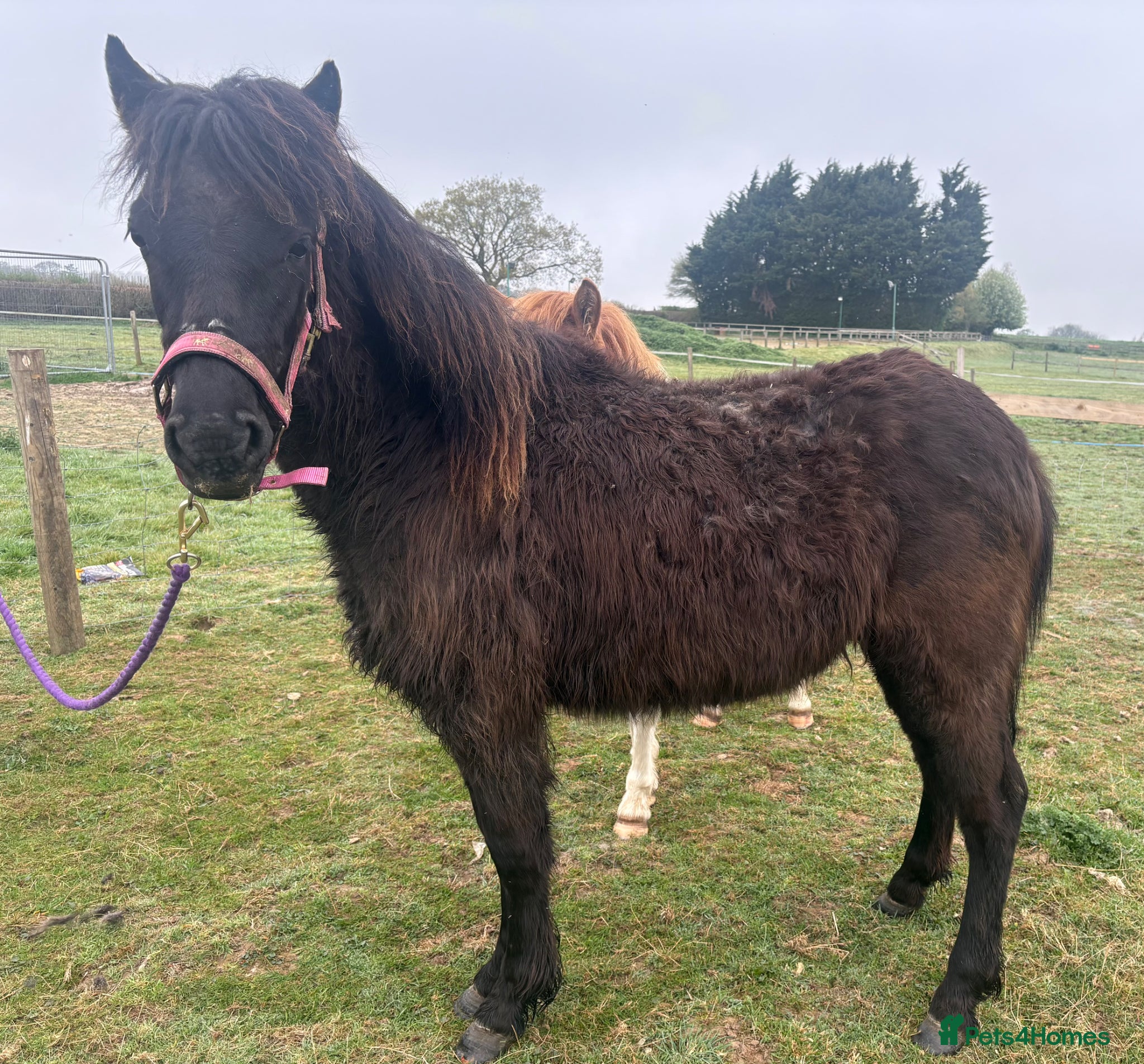 Dartmoor horses hope Dartmoor hill pony  - Advert 4