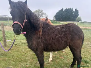 Dartmoor horses hope Dartmoor hill pony - Advert 4
