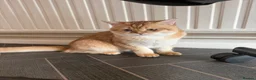 British Shorthair cats for sale: GCCF reg BSH Lilac, Blue, Chocolate Golden Kittens - Advert 18