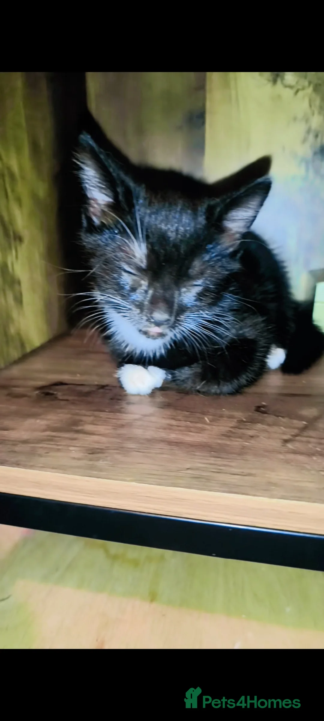 Mixed Breed cats for sale: 4 beautiful female tuxedo kittens in Aylesbury - Advert 2