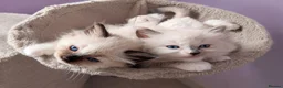 Ragdoll cats for sale: Registered ragdoll kittens by grand champion in Scunthorpe - Advert 3