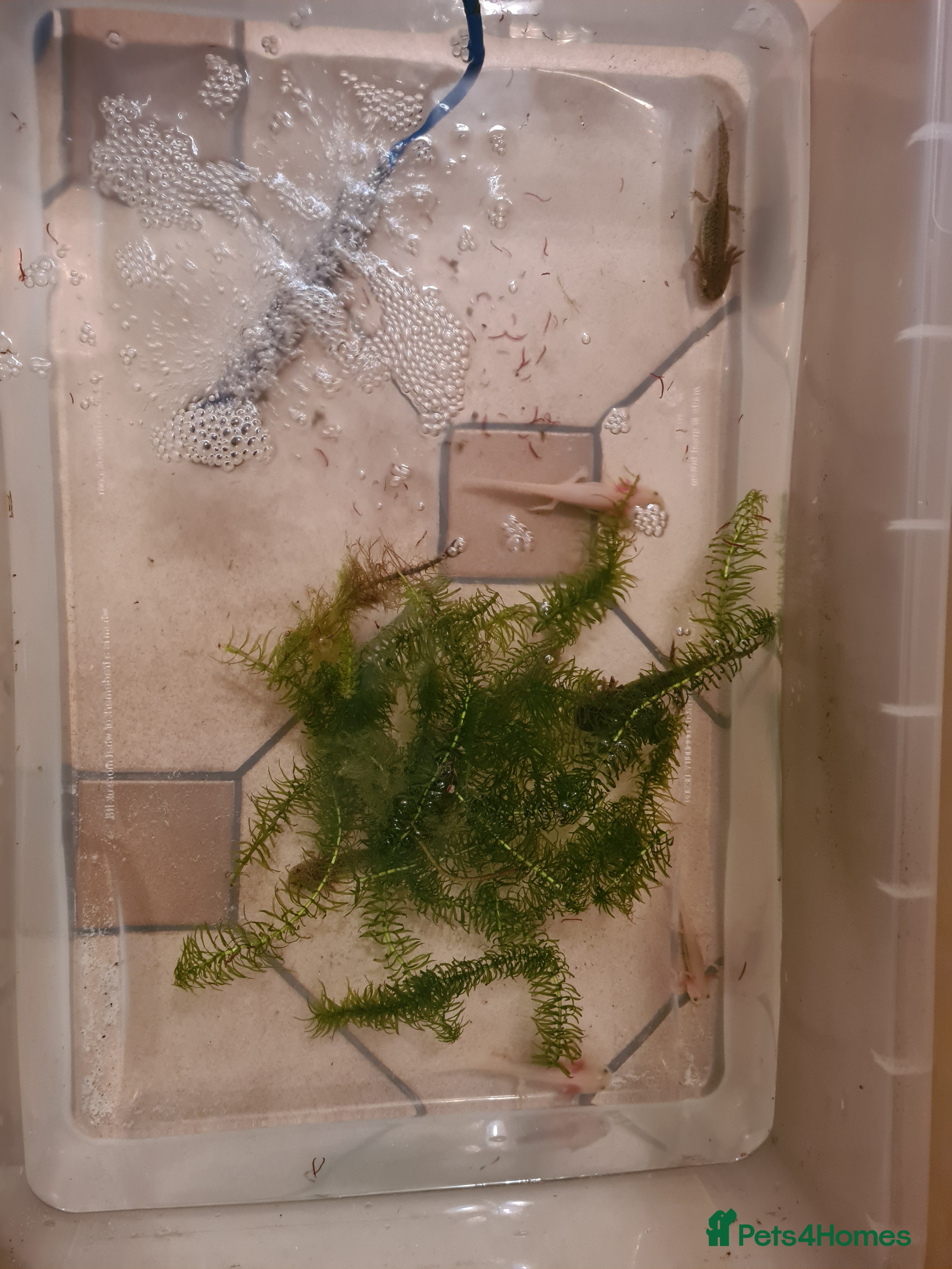 Other/Mixed Breed fish Axolotls - Advert 13