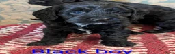 Cockapoo dogs for sale: Licensed breeder, health tested F1 cockapoos - Advert 22