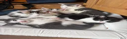 Mixed Breed cats for sale: Stunning kittens!  - Advert 6