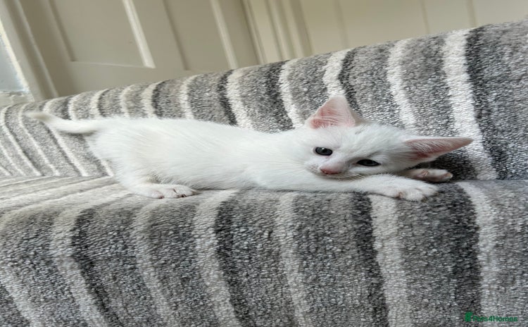 Mixed Breed cats - Advert 2