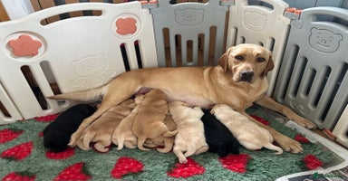 Labrador Retriever dogs - Advert 16