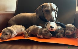Miniature Dachshund dogs for sale: Mini dachshund puppies 6 weeks - Advert 16