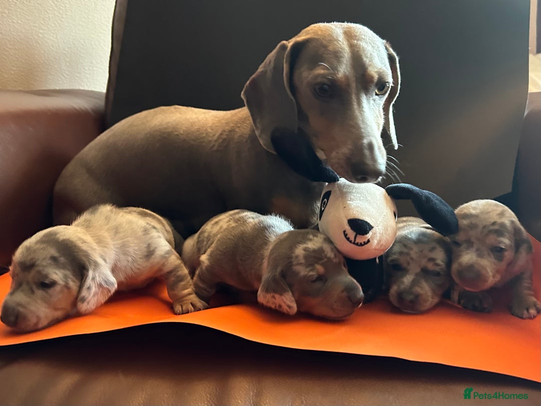 Miniature Dachshund dogs for sale: Mini dachshund puppies 6 weeks - Advert 16