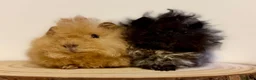 Guinea Pig rodents for sale: 4 pairs of boys and 2 pairs of girls  - Advert 11