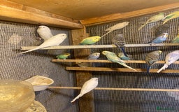 Budgerigars birds for sale: Colourful Budgies For Sale. - Image 3