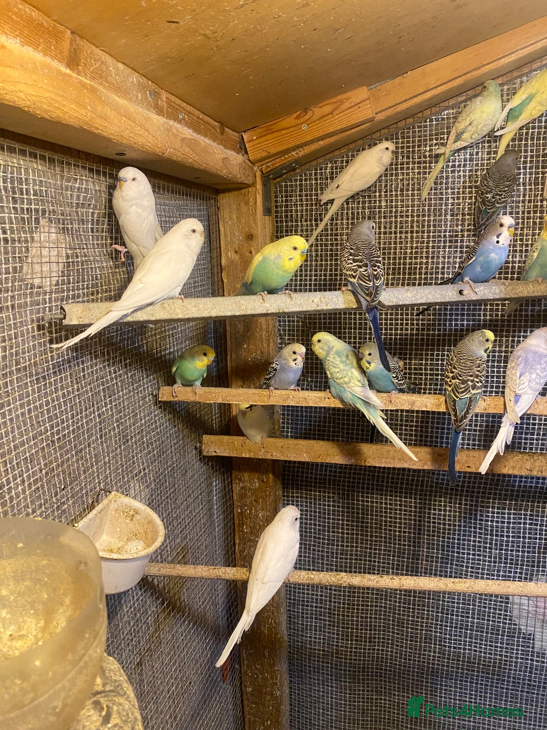 Budgerigars birds for sale: Colourful Budgies For Sale. - Image 3