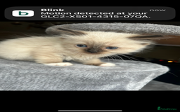 Ragdoll cats for sale: Ragdoll kittens - Image 18